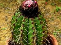 Melocactus-sp HU494 (Brumado  Bahia - Brazil) JB.JPG